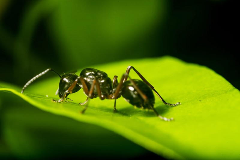 Le formiche all'attacco! Come fermarle?