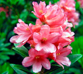 Rododendri