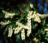 Pieris - cura delle piante da giardino