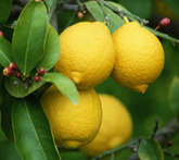 Limoni