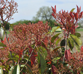 Fotinia - cura delle piante da giardino