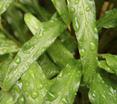 Calathea - cura delle piante da giardino