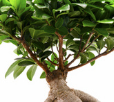 Ficus