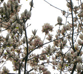 Magnolia