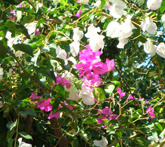 Bouganvillea - cura delle piante da giardino