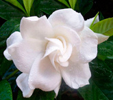 Gardenia