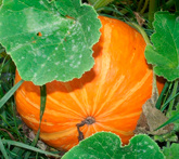 Zucca - cura delle piante da orto