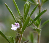 Santoreggia - cura delle piante aromatiche