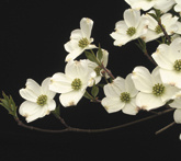 Cornus