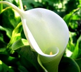 Calla - cura delle piante da giardino