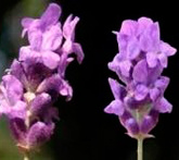 Lavanda - cura delle piante aromatiche