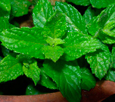 Menta - cura delle piante aromatiche