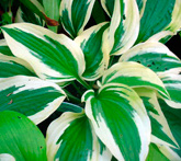 Hosta - cura delle piante da giardino