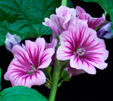 Malva - cura delle piante aromatiche