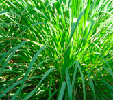 Citronella - cura delle piante aromatiche