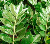 Zamioculcas - cura delle piante da giardino