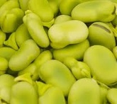 Fava - cura delle piante da orto