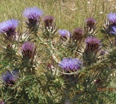 Cardo - cura delle piante da orto