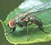 Mosca dello spinacio - difesa dai parassiti