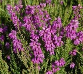 Erica - cura delle piante da giardino