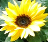 Girasole