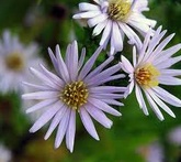 Astri settembrini - cura delle piante da giardino