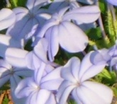 Piombaggine (plumbago) - cura delle piante da giardino