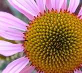 Echinacea - cura delle piante da giardino