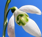 Bucaneve - cura delle piante da giardino