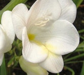 Freesia