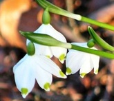 Campanellina - cura delle piante da giardino