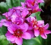 Bergenia - cura delle piante da giardino