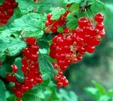 Ribes - cura delle piante da frutta