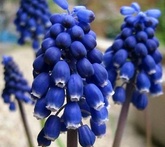 Muscari - cura delle piante da giardino