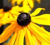 Rudbeckia - cura delle piante da giardino