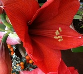 Hippeastrum - cura delle piante da giardino