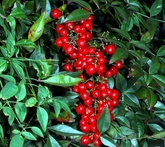 Nandina