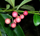 Ardisia - cura delle piante da giardino