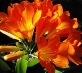 Clivia - cura delle piante da giardino