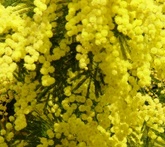 Mimosa - cura delle piante da giardino