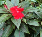 Impatiens