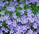 Campanula portensch. - cura delle piante da giardino