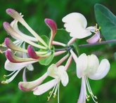 Caprifoglio - cura delle piante da giardino