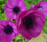 Anemone - cura delle piante da giardino