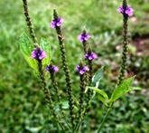 Verbena officinale