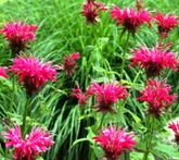 Monarda - cura delle piante aromatiche