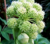 Angelica - cura delle piante aromatiche