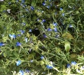 Lobelia - cura delle piante da giardino