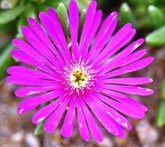 Delosperma - cura delle piante da giardino