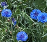 Fiordaliso - cura delle piante da giardino